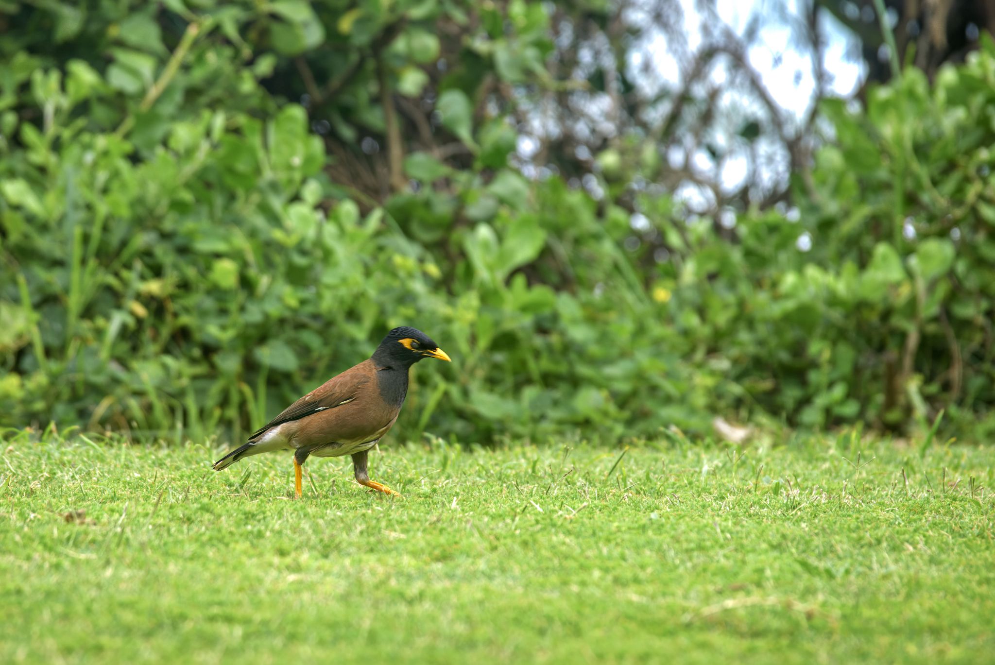 Hirtenmaina oder Hirtenstar (Acridotheres tristis) am Umhlanga Beach